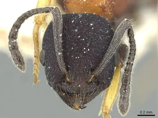 Temnothorax isabellae specimen CASENT0912950 image casent0912950_2