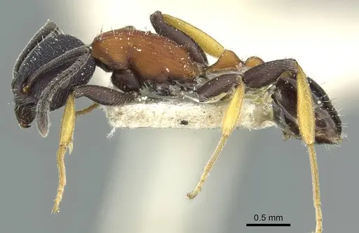 Temnothorax isabellae specimen CASENT0912950 image casent0912950_3