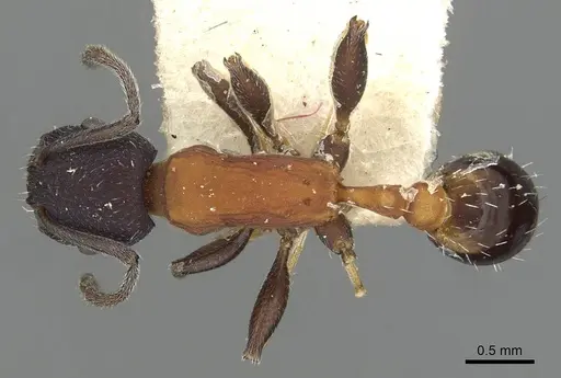 Temnothorax isabellae specimen CASENT0915380 image casent0915380_1