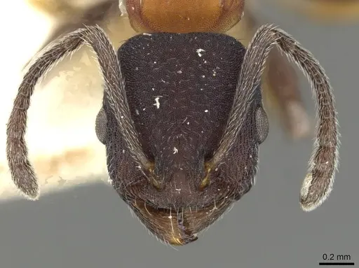 Temnothorax isabellae specimen CASENT0915380 image casent0915380_2