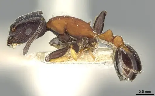 Temnothorax isabellae specimen CASENT0915380 image casent0915380_3