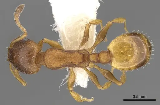 Temnothorax italicus specimen CASENT0906178 image casent0906178_1