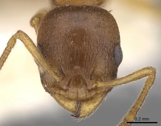 Temnothorax italicus specimen CASENT0906178 image casent0906178_2