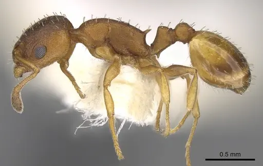 Temnothorax italicus specimen CASENT0906178 image casent0906178_4