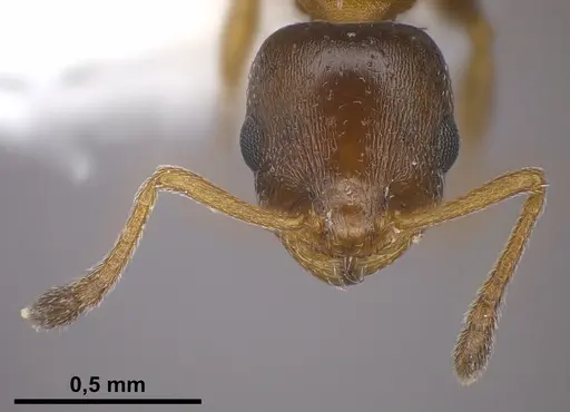 Temnothorax jailensis specimen ANTWEB1041376 image antweb1041376_1