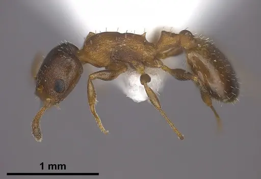 Temnothorax jailensis specimen ANTWEB1041376 image antweb1041376_2