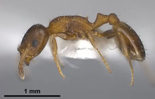 Temnothorax jailensis specimen ANTWEB1041376 image antweb1041376_3