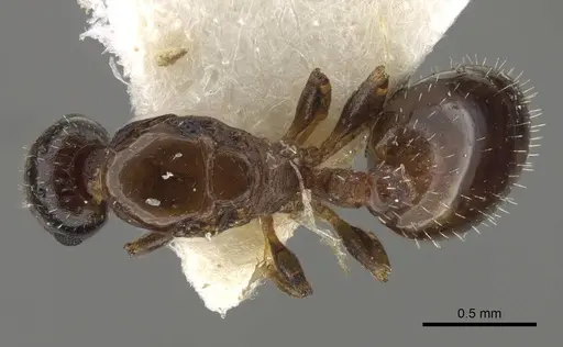 Temnothorax jailensis specimen CASENT0917453 image casent0917453_1