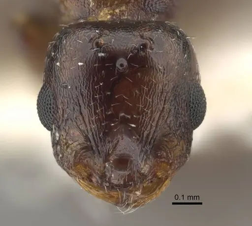 Temnothorax jailensis specimen CASENT0917453 image casent0917453_2