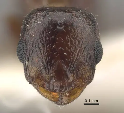 Temnothorax jailensis specimen CASENT0917453 image casent0917453_3