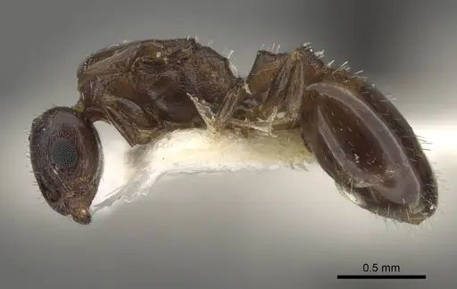 Temnothorax jailensis specimen CASENT0917453 image casent0917453_4