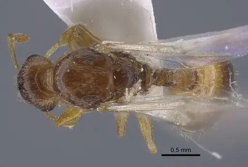 Temnothorax janushevi specimen CASENT0917445 image casent0917445_1