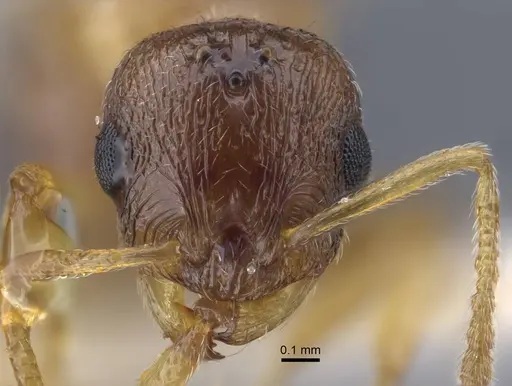 Temnothorax janushevi specimen CASENT0917445 image casent0917445_2