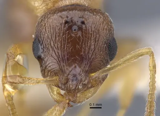 Temnothorax janushevi specimen CASENT0917445 image casent0917445_3