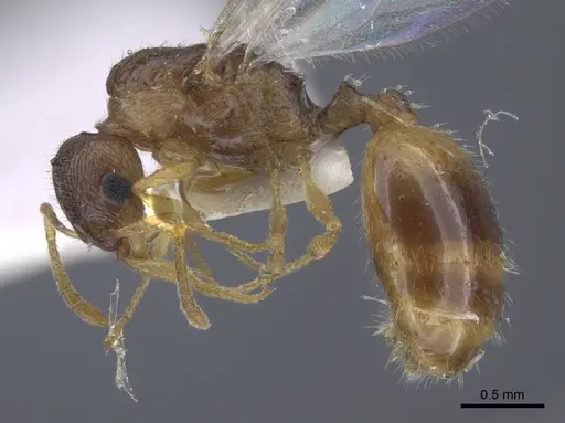 Temnothorax janushevi specimen CASENT0917445 image casent0917445_4