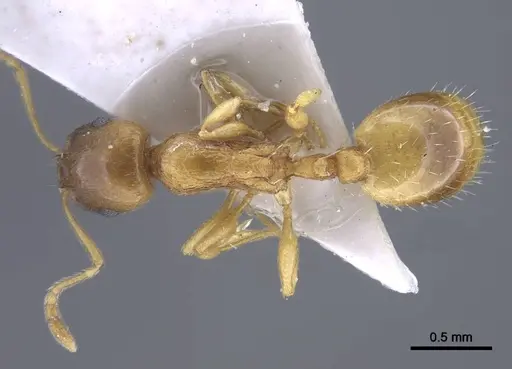 Temnothorax janushevi specimen CASENT0917446 image casent0917446_1