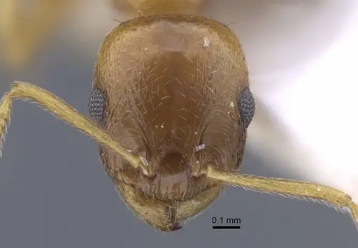 Temnothorax janushevi specimen CASENT0917446 image casent0917446_2