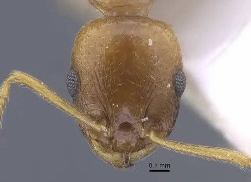 Temnothorax janushevi specimen CASENT0917446 image casent0917446_3