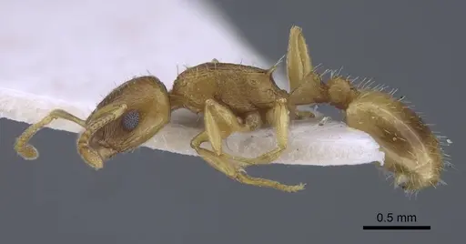 Temnothorax janushevi specimen CASENT0917446 image casent0917446_4