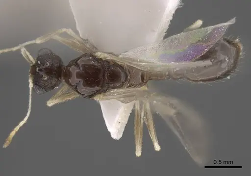 Temnothorax janushevi specimen CASENT0917447 image casent0917447_1