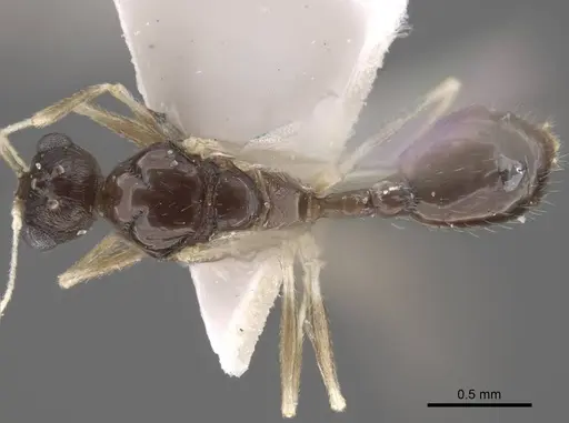 Temnothorax janushevi specimen CASENT0917447 image casent0917447_2
