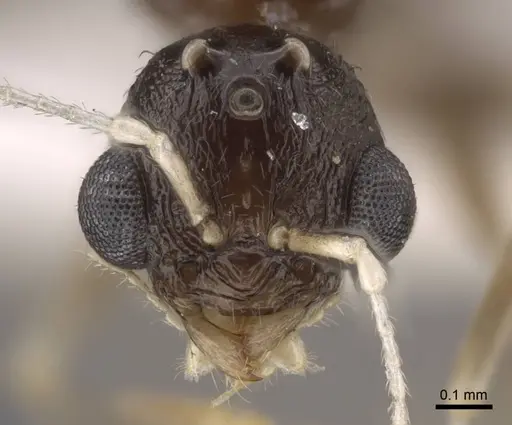 Temnothorax janushevi specimen CASENT0917447 image casent0917447_3