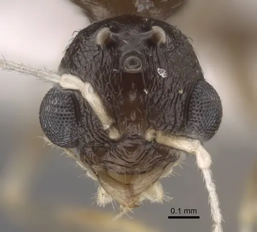 Temnothorax janushevi specimen CASENT0917447 image casent0917447_4