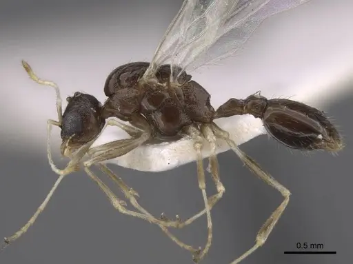Temnothorax janushevi specimen CASENT0917447 image casent0917447_5