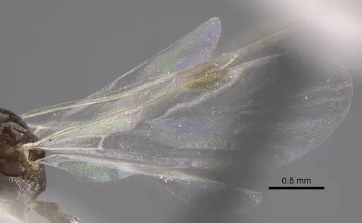 Temnothorax janushevi specimen CASENT0917447 image casent0917447_6
