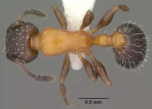 Temnothorax josephi specimen CASENT0102837 image casent0102837_1