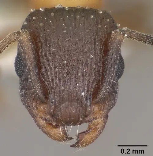 Temnothorax josephi specimen CASENT0102837 image casent0102837_2