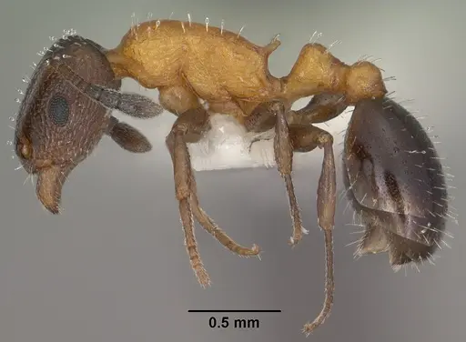 Temnothorax josephi specimen CASENT0102837 image casent0102837_3