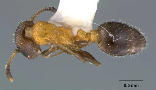 Temnothorax josephi specimen CASENT0105863 image casent0105863_1