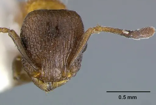 Temnothorax josephi specimen CASENT0105863 image casent0105863_2