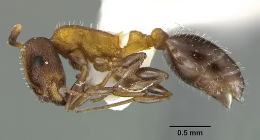 Temnothorax josephi specimen CASENT0105863 image casent0105863_3