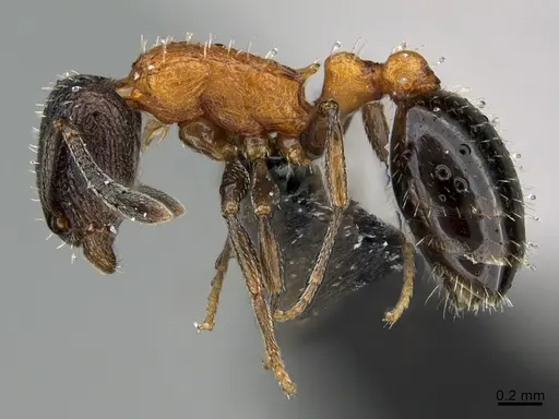 Temnothorax josephi specimen CASENT0740661 image casent0740661_1