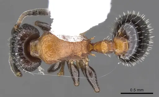 Temnothorax josephi specimen CASENT0901790 image casent0901790_1