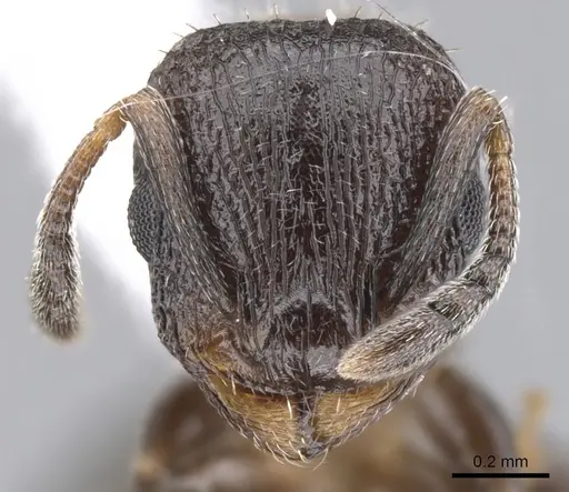 Temnothorax josephi specimen CASENT0901790 image casent0901790_2