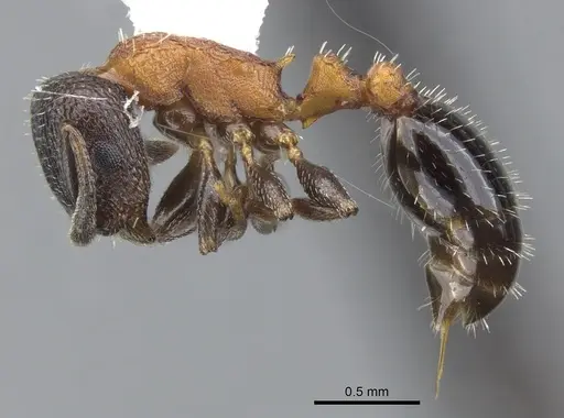 Temnothorax josephi specimen CASENT0901790 image casent0901790_3