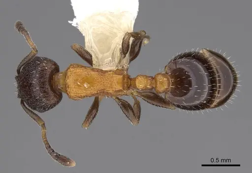 Temnothorax josephi specimen CASENT0922571 image casent0922571_1