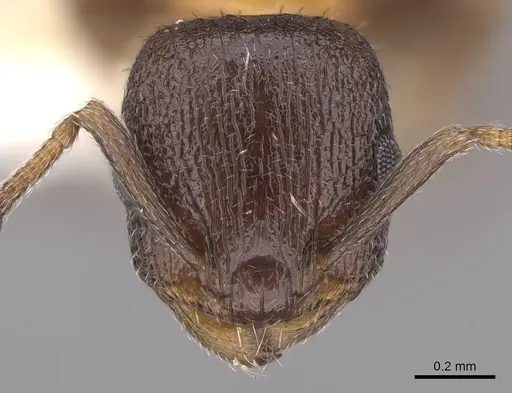 Temnothorax josephi specimen CASENT0922571 image casent0922571_2