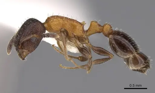 Temnothorax josephi specimen CASENT0922571 image casent0922571_3