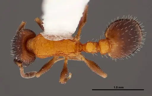 Temnothorax josephi specimen FMNHINS0000047947 image fmnhins0000047947_1