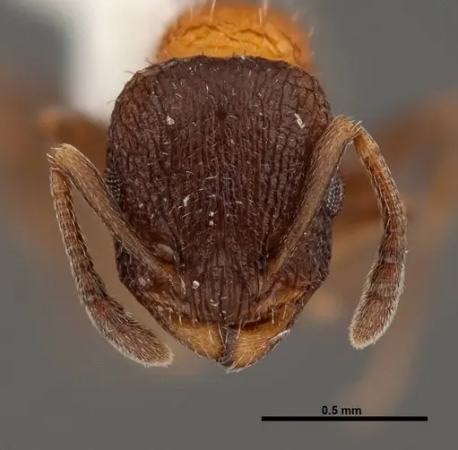 Temnothorax josephi specimen FMNHINS0000047947 image fmnhins0000047947_2