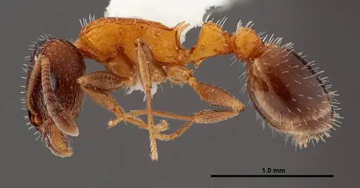 Temnothorax josephi specimen FMNHINS0000047947 image fmnhins0000047947_3