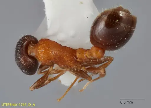 Temnothorax josephi specimen UTEPENTO11767-01 image utepento11767-01_1