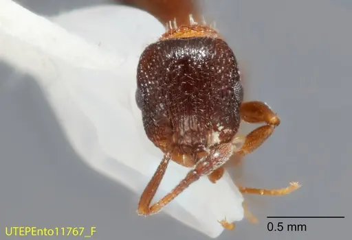 Temnothorax josephi specimen UTEPENTO11767-01 image utepento11767-01_2
