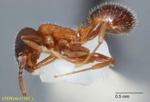 Temnothorax josephi specimen UTEPENTO11767-01 image utepento11767-01_3