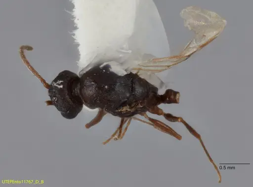 Temnothorax josephi specimen UTEPENTO11767-02 image utepento11767-02_1