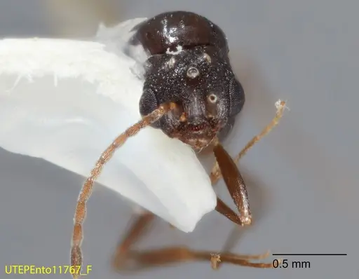 Temnothorax josephi specimen UTEPENTO11767-02 image utepento11767-02_2